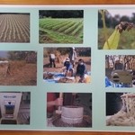 ぐりんでる - 1200mの高地で栽培される奈川在来種の蕎麦