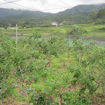 やさとブルーベリーファーム - 