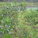 やさとブルーベリーファーム - 