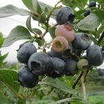 やさとブルーベリーファーム - 