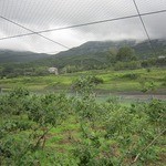 やさとブルーベリーファーム - 