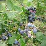 やさとブルーベリーファーム - 