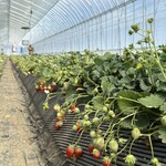 鈴木ファーム - 