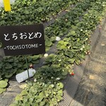 鈴木ファーム - 