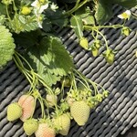 鈴木ファーム - 