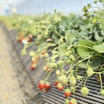 鈴木ファーム - 