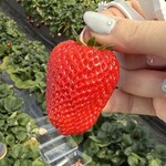 鈴木ファーム - 