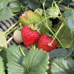 鈴木ファーム - 