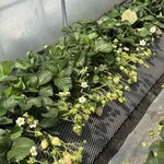 鈴木ファーム - 