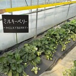 鈴木ファーム - 