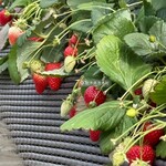 鈴木ファーム - 