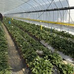 鈴木ファーム - 