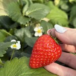 鈴木ファーム - 