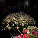 バー スターマン - 