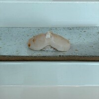 日本料理 「風花」 コンラッド東京 - 
