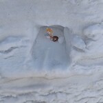 麦麦ベイク - 2025