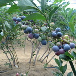 そらふぁブルーベリーガーデン - 