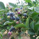 そらふぁブルーベリーガーデン - 