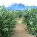 そらふぁブルーベリーガーデン - ブルーベリー畑はこんな感じ