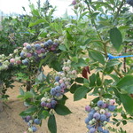 そらふぁブルーベリーガーデン - 