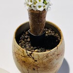 ラ・ヴァガボンド - アリッサムのコルネ