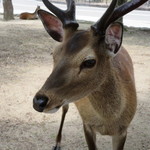 きまま家 - 歌:吉永さゆり　奈良の春日野 青芝に♫