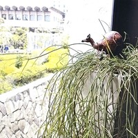 トレーダーヴィックス東京 - 