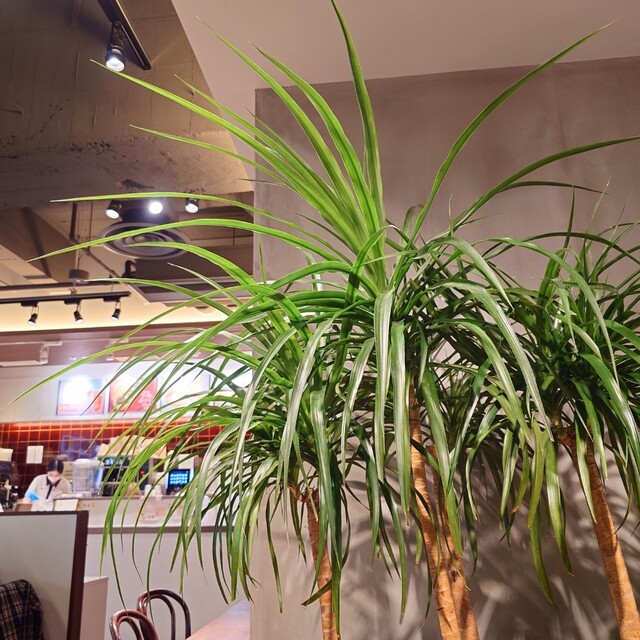 DOUTOR COFFEE Takebashi Ten photo 2