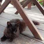 清泉寮パン＆ジャム工房 - テラスの椅子の下にいた黒猫。毛が長く異国情緒を感じますね〜。かわいい。