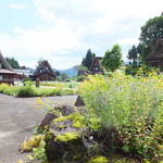 弥次兵衛 - 路傍に咲く花