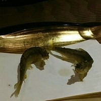 北新地 湯木 新店 - 