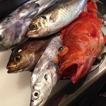 二代目 やっこ - カサゴ、太刀魚、関アジ、関イサキ、カツオ。