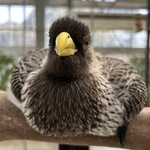 レストラン フローラ - 