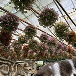 レストラン フローラ - 