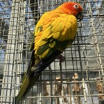 レストラン フローラ - 