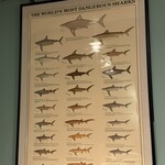 ふかひれ専門店 鰭華 - 