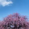 椿こんにゃく - 天の龍