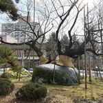 食道園 - 石割桜