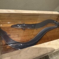 にょろ助 銀座 - 