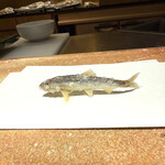 天ぷら 大坂屋 草哲 - 琵琶湖の活稚鮎