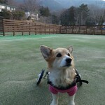 crescita - ３か所に分かれた広くてきれいな人口芝のドッグラン