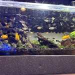 ライトハウス - 水槽