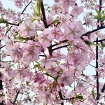 French Italian 桜moon - 