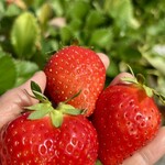 姫路ハートフル観光農園 - 