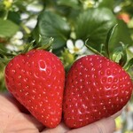 姫路ハートフル観光農園 - 