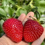 姫路ハートフル観光農園 - 