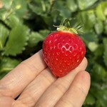 姫路ハートフル観光農園 - 