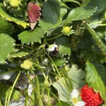 姫路ハートフル観光農園 - 