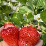 姫路ハートフル観光農園 - 