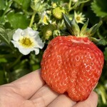 姫路ハートフル観光農園 - 